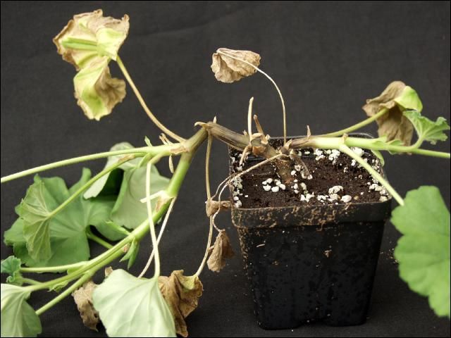 Figure 5. Brown and rotten roots and stems are associated with Geraniums with southern wilt (Ralstonia). While root rot symptoms can result from a number of other factors, roots typically remain white and healthy with bacterial blight (Xanthomonas).