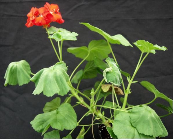 Figure 1. Initial symptoms of southern wilt include drought stress. Wilting and cupping generally occurs on the older leaves first and is apparent on younger growth as disease develops.