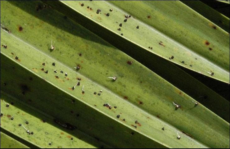 Figure 1. The small black bodies are sori (fruiting bodies) of Graphiola phoenicis that have erupted through the leaflet epidermis. The black spots are symptoms of potassium deficiency, and not Graphiola leaf spot.