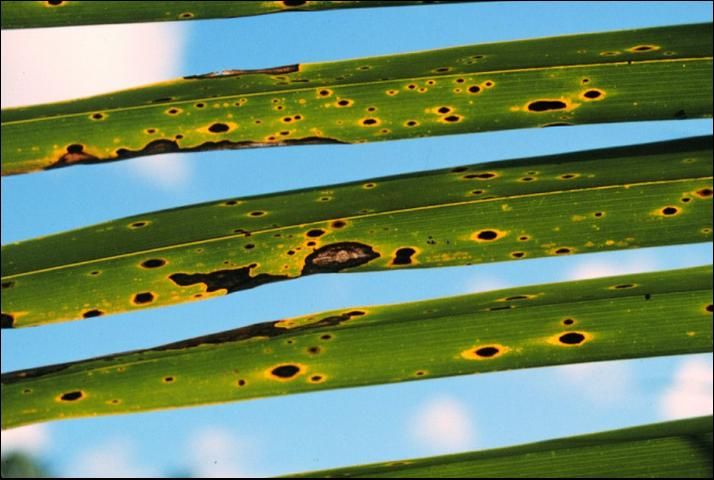 Figure 4. Leaf spots often change in color and size as the disease progresses.