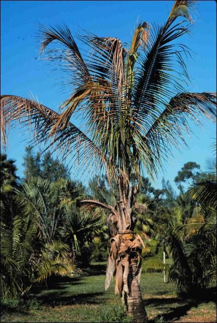 Figure 4. Green form of 'Malayan Dwarf' Cocos nucifera with Lethal Yellowing exhibiting discoloration of leaves (grayish-brown rather than yellow) and overall wilted appearance.