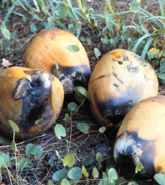 Figure 1. Fruits that prematurely dropped from Cocos nucifera due to Lethal Yellowing. Note dark, water-soaked calyx (stem) end.