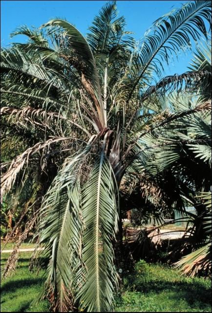 Figure 11. Foliar browning symptoms of Lethal Yellowing on Dypsis decaryi.
