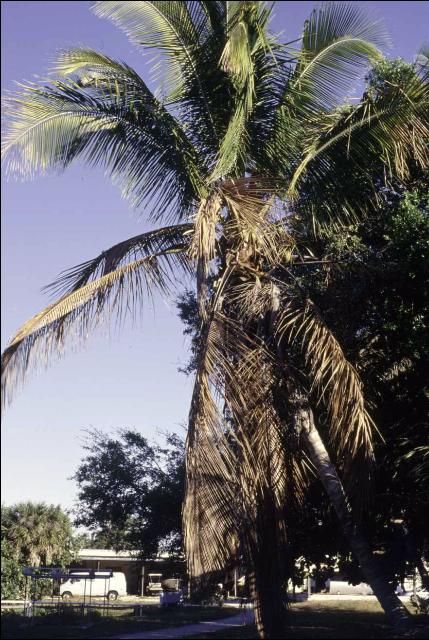 Figure 2. Foliar yellowing symptoms of Cocos nucifera due to Lethal Yellowing.