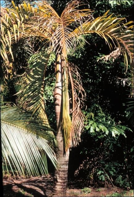 Figure 2. Foliar yellowing symptoms of Cocos nucifera due to Lethal Yellowing.