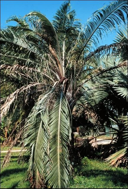 Figure 2. Foliar yellowing symptoms of Cocos nucifera due to Lethal Yellowing.