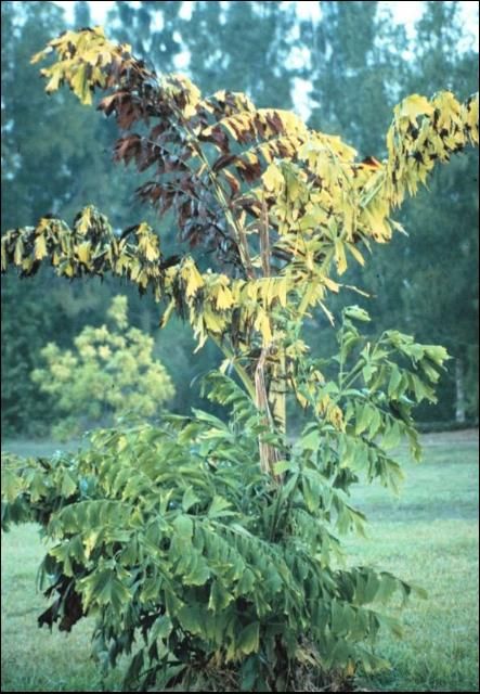 Figure 2. Foliar yellowing symptoms of Cocos nucifera due to Lethal Yellowing.