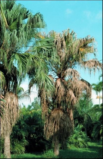 Figure 2. Foliar yellowing symptoms of Cocos nucifera due to Lethal Yellowing.