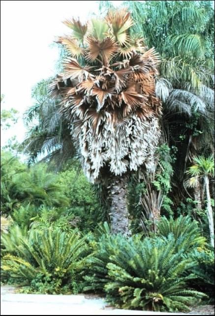 Figure 2. Foliar yellowing symptoms of Cocos nucifera due to Lethal Yellowing.