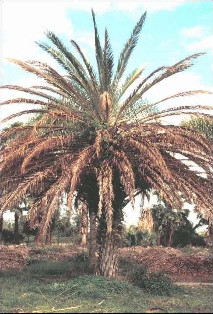 Figure 2. Foliar yellowing symptoms of Cocos nucifera due to Lethal Yellowing.