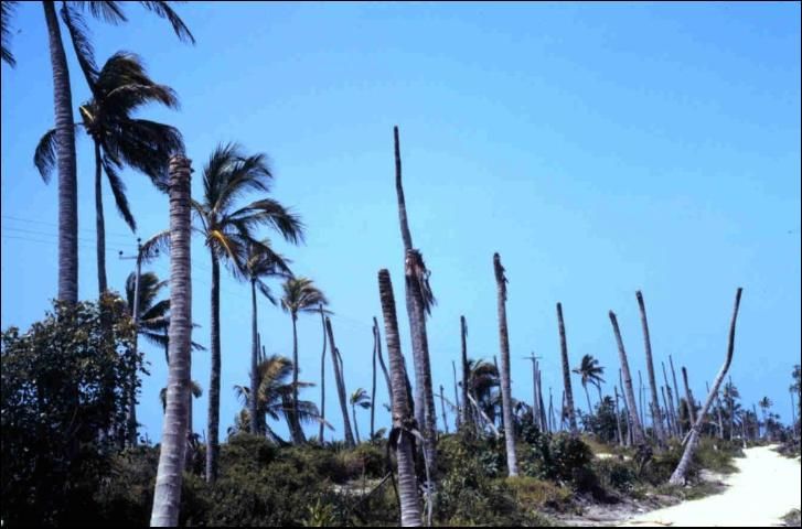 Figure 2. Foliar yellowing symptoms of Cocos nucifera due to Lethal Yellowing.