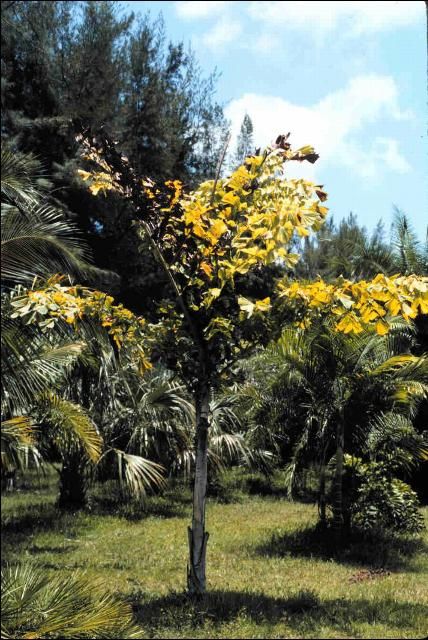 Figure 2. Foliar yellowing symptoms of Cocos nucifera due to Lethal Yellowing.