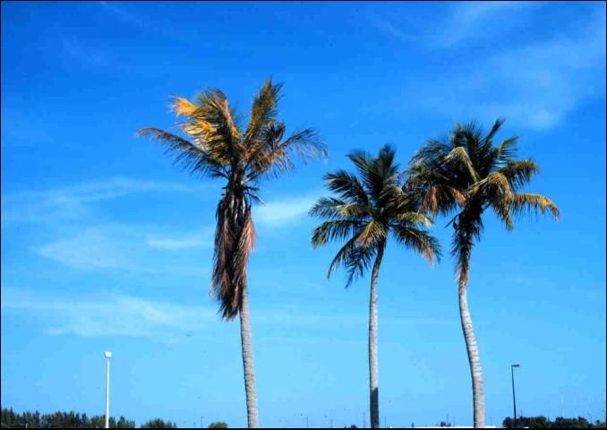 Figure 2. Foliar yellowing symptoms of Cocos nucifera due to Lethal Yellowing.
