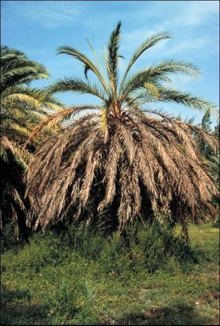 Figure 2. Foliar yellowing symptoms of Cocos nucifera due to Lethal Yellowing.