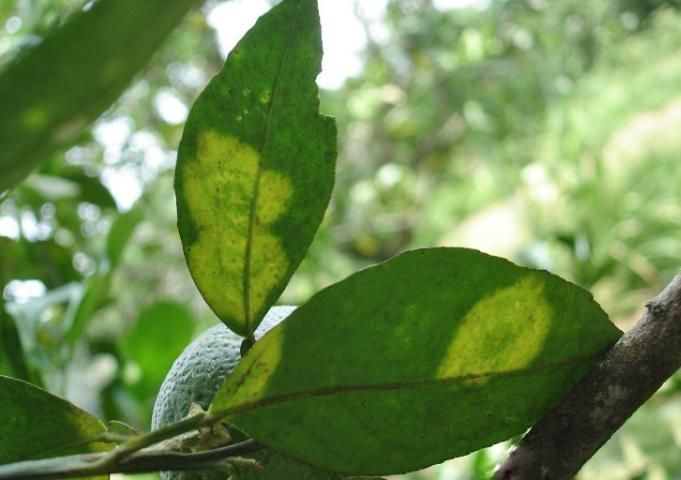 Figure 7. Early chlorotic leaf lesions caused by C-type citrus leprosis viruses.