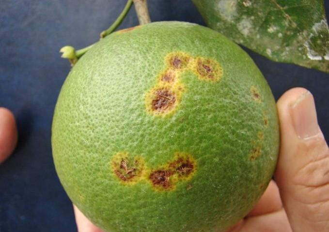 Figure 4. Older lesions showing signs of gumming and cracking, with a distinct yellow halo.