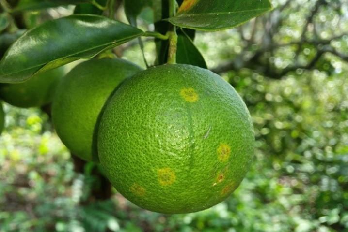 Figure 3. Early symptoms of disease with chlorotic lesions on fruit.