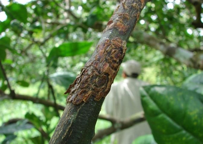 Figure 6. Older lesions, corky and scaly bark.