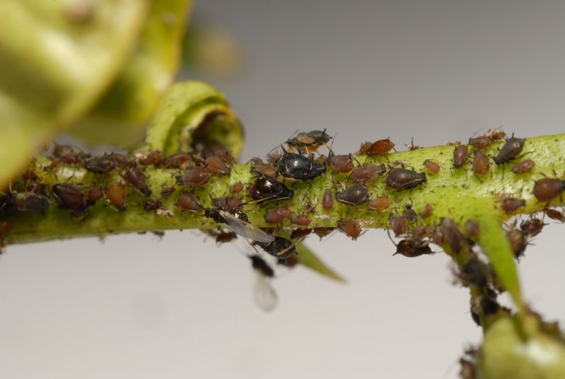 The brown citrus aphid (Toxoptera citricida) is an effective vector of CTV-SP. 