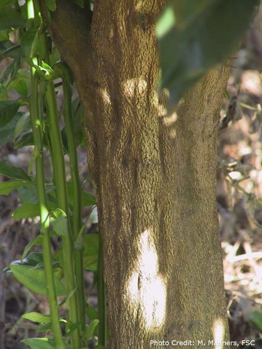 Depressed areas in the bark on the trunk. 