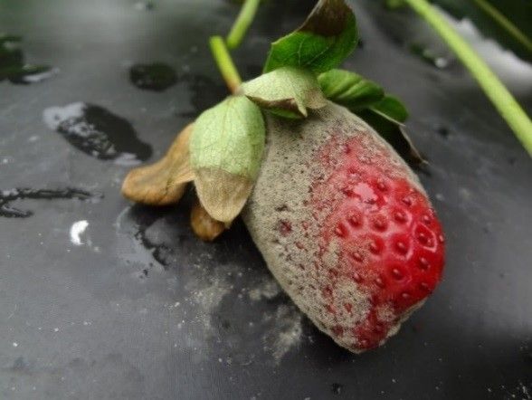 Figure 4. Colonization and sporulation of B. cinerea on strawberry fruit.