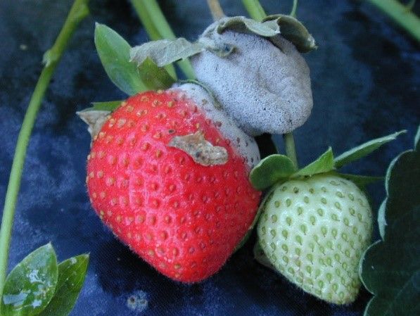 Figure 6. Fruit-to-fruit spread of B. cinerea.