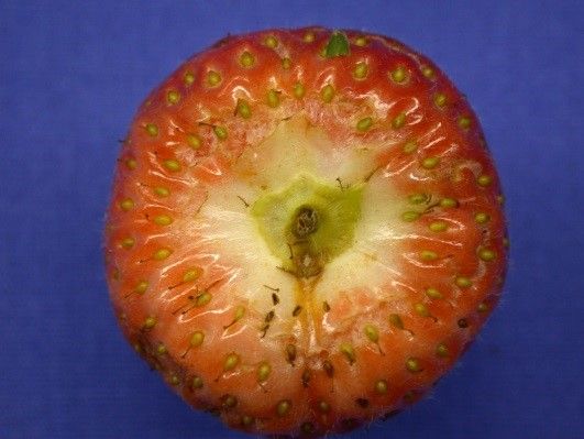 Figure 2. BFR lesion starting from the strawberry calyx (top view).