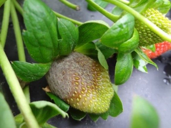 Figure 3. Infection of B. cinerea on green strawberry fruit.