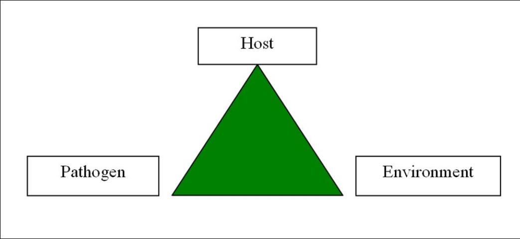 Figure 1. Without all three sides, a triangle collapses. Disease only occurs when all three of the following are present: a pathogen that can infect a susceptible host plant during a time period with environmental conditions that favor infection and disease development.