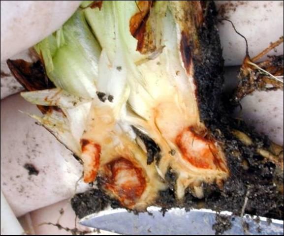 Figure 2. Internal crown symptoms of Colletotrichum crown rot.