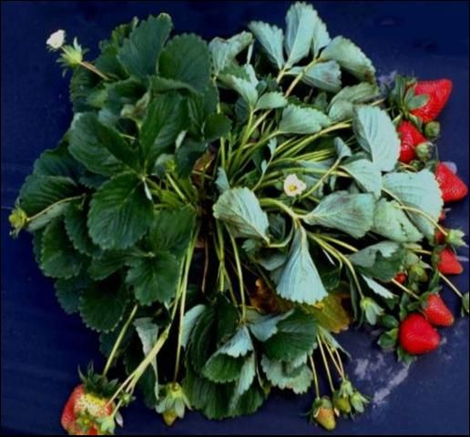 Figure 1. Initial plant wilting symptoms of Colletotrichum crown rot.