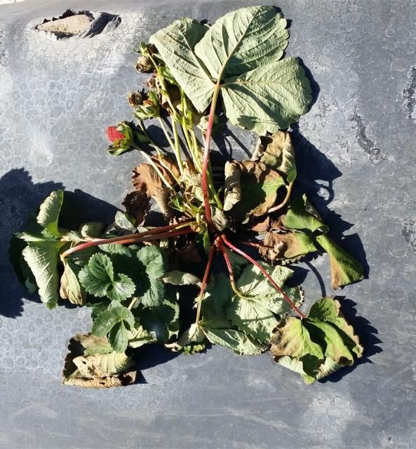 Figure 2. Strawberry plant wilting and collapsing due to charcoal rot.