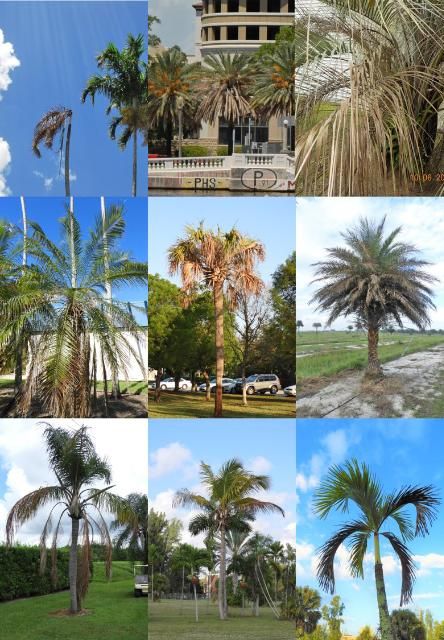 Figure 4. Various ornamental palms displaying symptoms of LBD.
