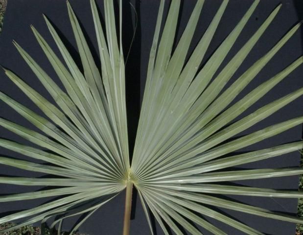 Figure 2. The fan palm leaf has been sampled correctly for tissue nutrient analysis (middle leaf segments are removed).