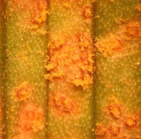 Figure 3. Daylily rust uredinia (pustules) on lower leaf surface; note bright yellow-orange spores.