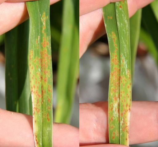 Figure 2. Rust on daylily, upper leaf surface (left) and lower leaf surface (right).