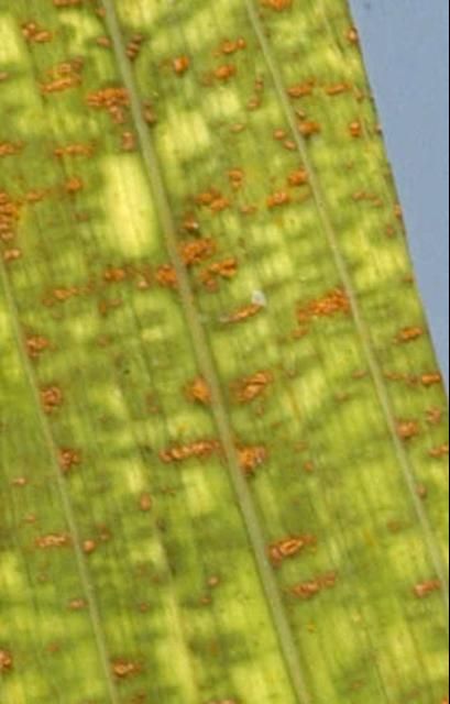 Figure 1. Gladiolus rust on lower surface of gladiolus leaf.
