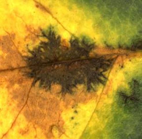 Figure 1b. Typical lesion of black spot on a rose leaf.