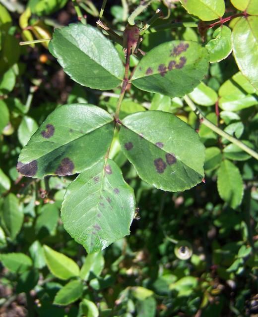 Figure 1a. Leaves of 'Old Blush' rose infected with Marsonina rosae.