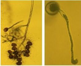 Figure 4. Microscopic mount of a) down-hanging aseptate sporangiophore of Peronospora belbahrii and b) germinating sporangium of the basil downy mildew pathogen.