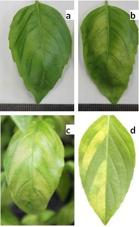 Figure 2. Top view of basil leaf a) without any disease and b-d) exhibiting chlorosis and vein-bounded yellowing of downy mildew.