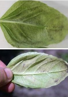 Figure 3. Sporulation evident on underside of the basil leaf.