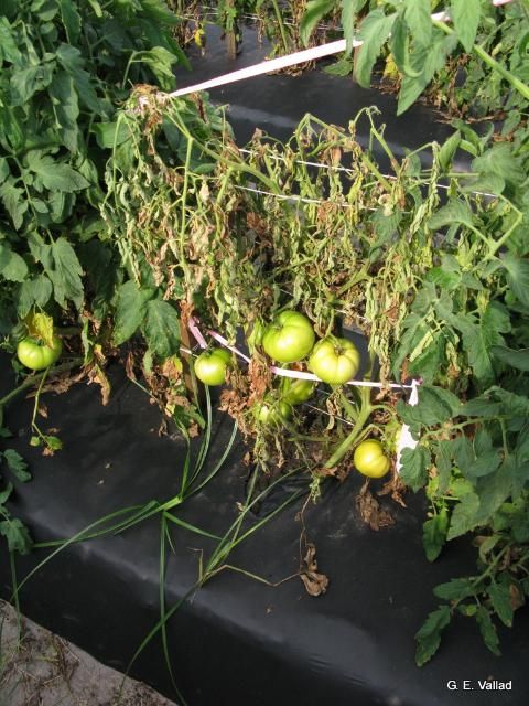 Figure 3. The development of progressive wilting on a tomato plant inoculated with S. rolfsii.