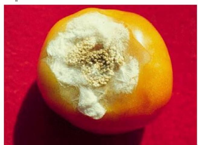 Figure 5. The formation of sclerotia on an infected tomato fruit.