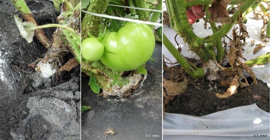 Figure 2. The development of a white hyphal mat of Scerlotium rolfsii around the base of an infected tomato plant and on the surrounding soil surface.