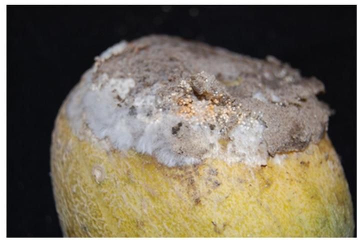 Figure 6. Cantaloupe infected with S. rolfsii.