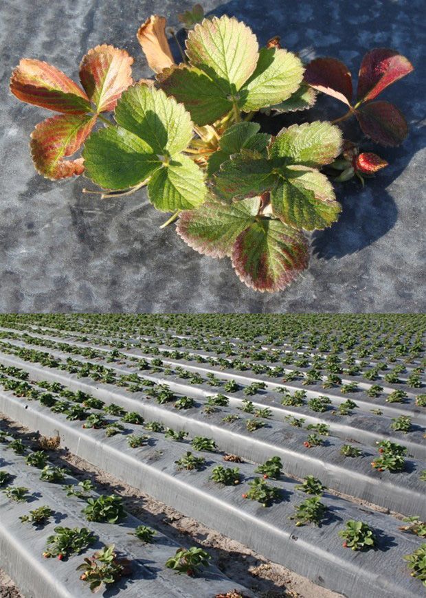 Left, leaf-reddening symptom associated with virus infections in ‘Strawberry Festival’. Right, stunted plants in a field planted in October 2012 (photo taken on January 16, 2013). 