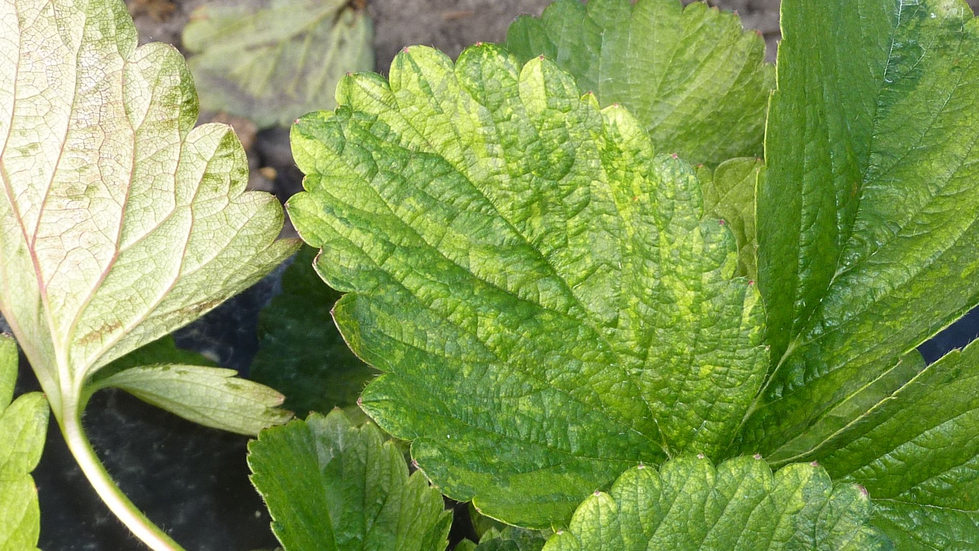 Strawberry leaf with mottle symptoms. 
