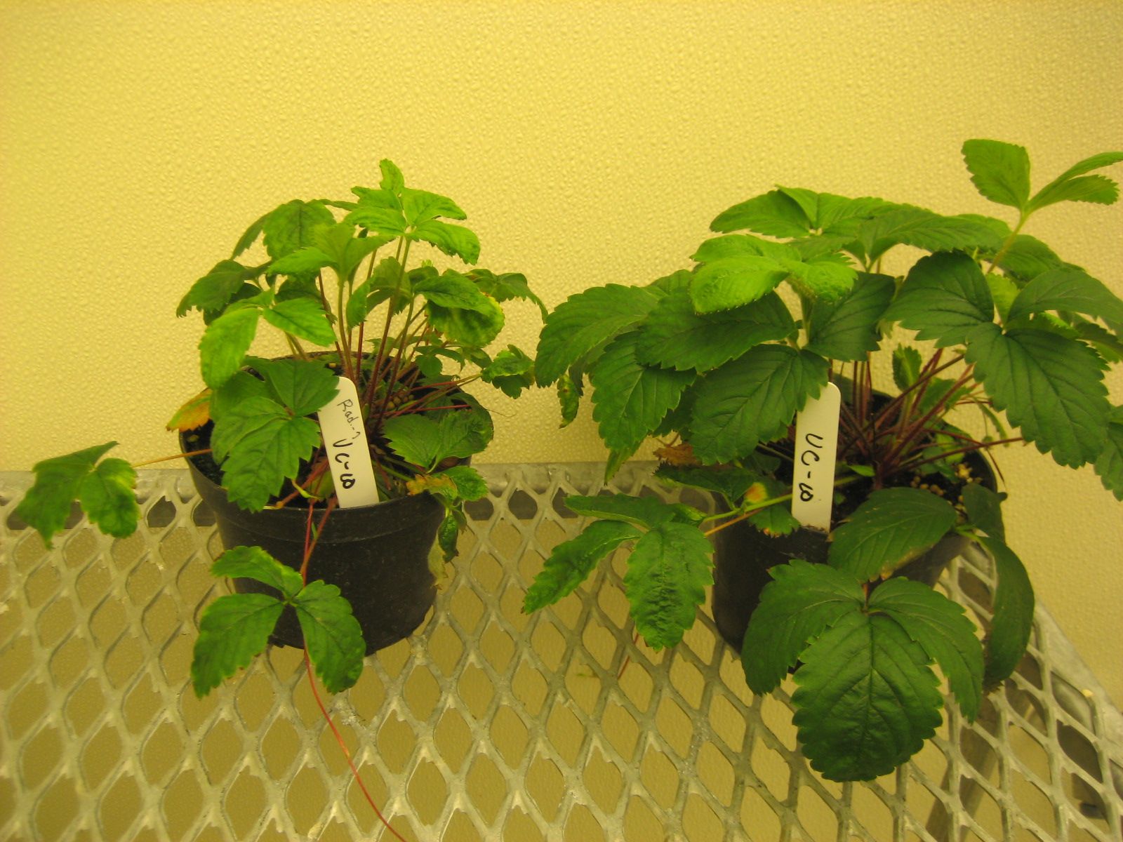 Fragaria virginiana indicator plants: right, healthy; left, leaf distortion and stunting symptoms after grafting with virus-infected tissue. 