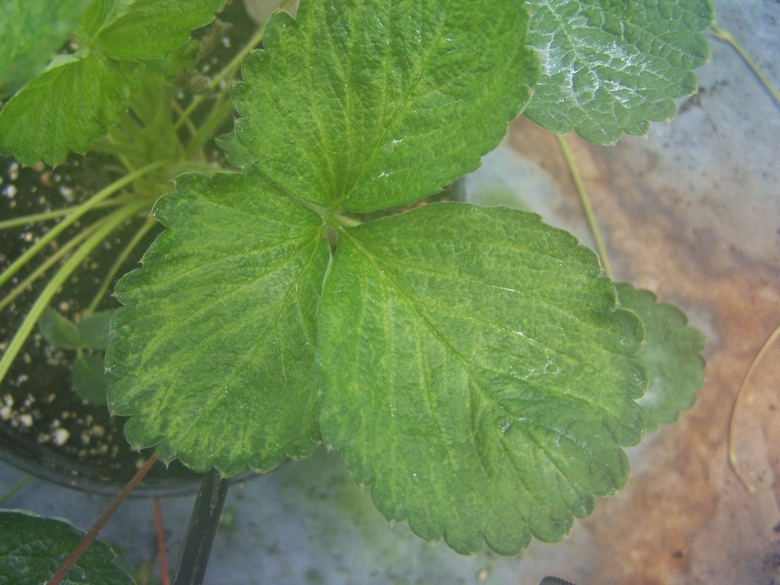 Strawberry leaf showing chlorosis. 